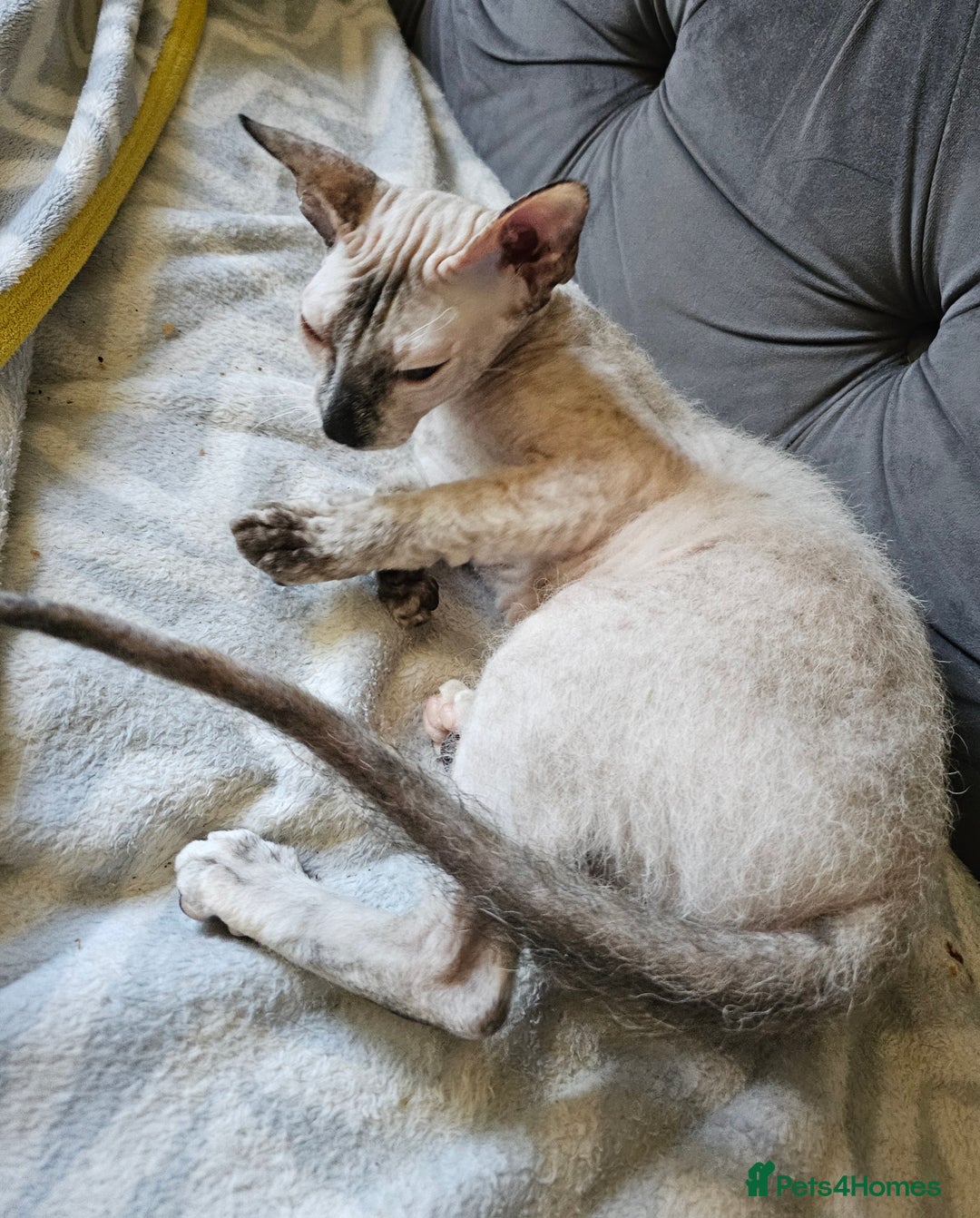 Siamese cats for sale: Siamese X Sphynx kittens - Image 34