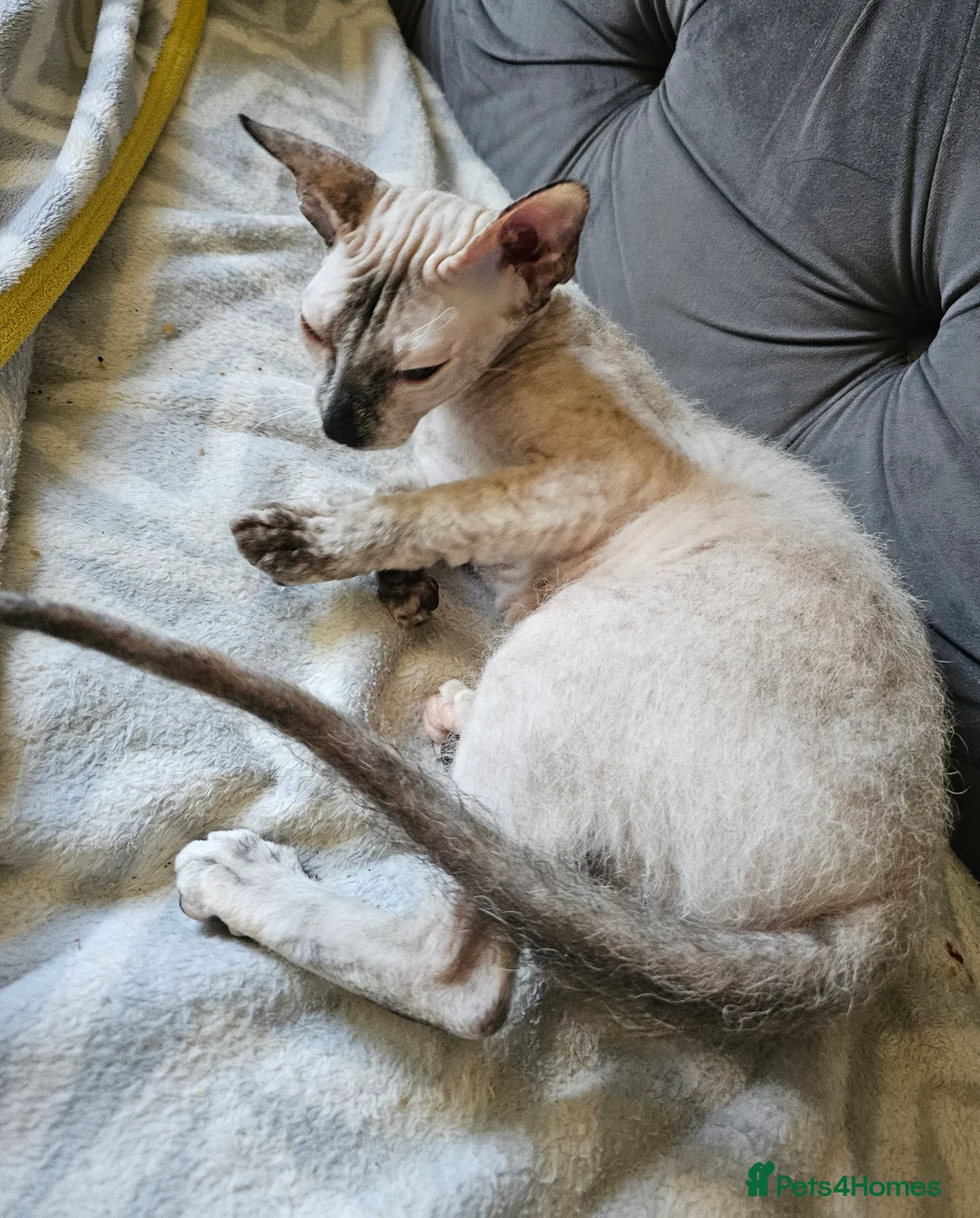 Siamese cats for sale: Siamese X Sphynx kittens - Advert 20