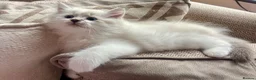 British Longhair cats for sale: British Longhair little kittens  - Advert 24