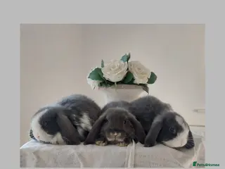 Mini Lop rabbits Baby Mini Lop Rabbits *ready to leave* - Advert 5
