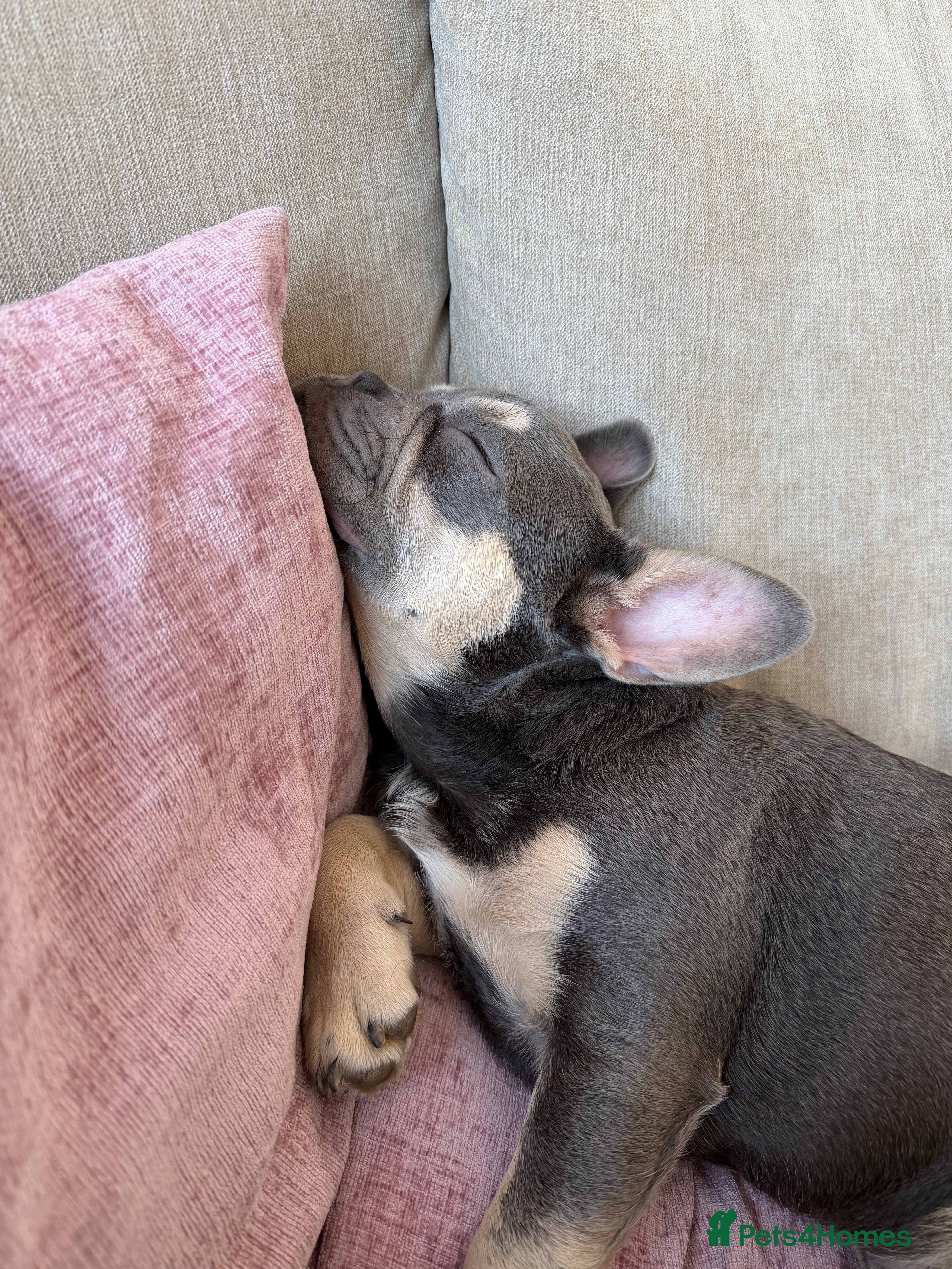 French Bulldog dogs Blue & Tan Frenchie  - Advert 1