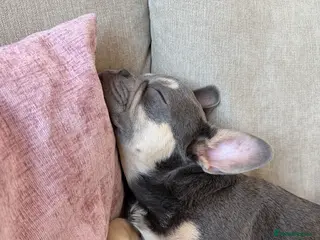 French Bulldog dogs Blue & Tan Frenchie - Advert 1