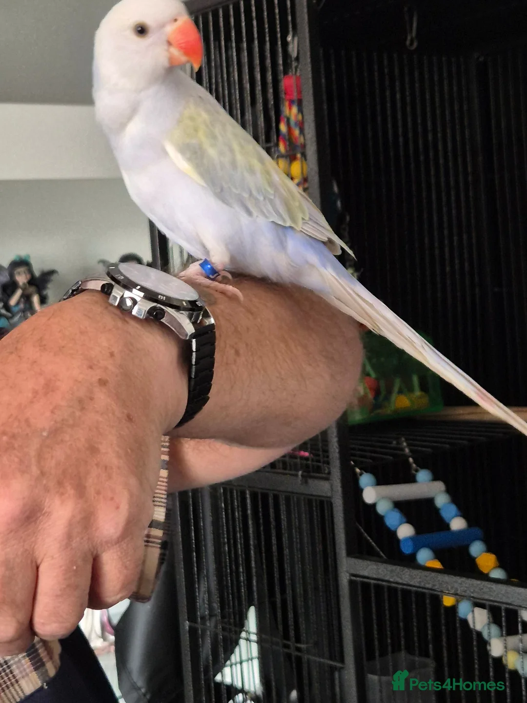 Ringnecks birds for sale: 6 months old Indian ringneck  in Cannock - Advert 2