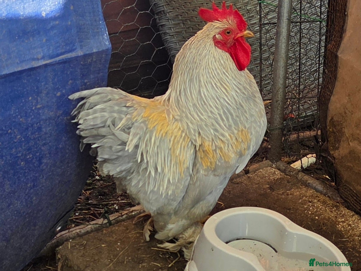 Hens poultry Bantam Cockerel  - Advert 1