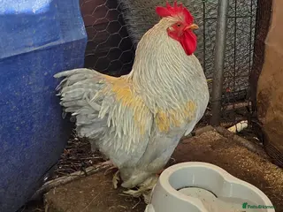 Hens poultry Bantam Cockerel - Advert 13