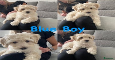 Maltipoo dogs - Advert 3