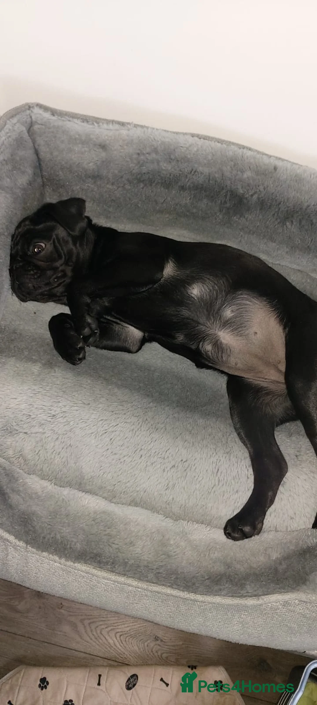 Pug dogs for sale: Black Kc registered Pug - Advert 4