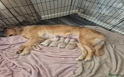 Golden Retriever dogs for sale: Golden retriever puppies  - Image 11