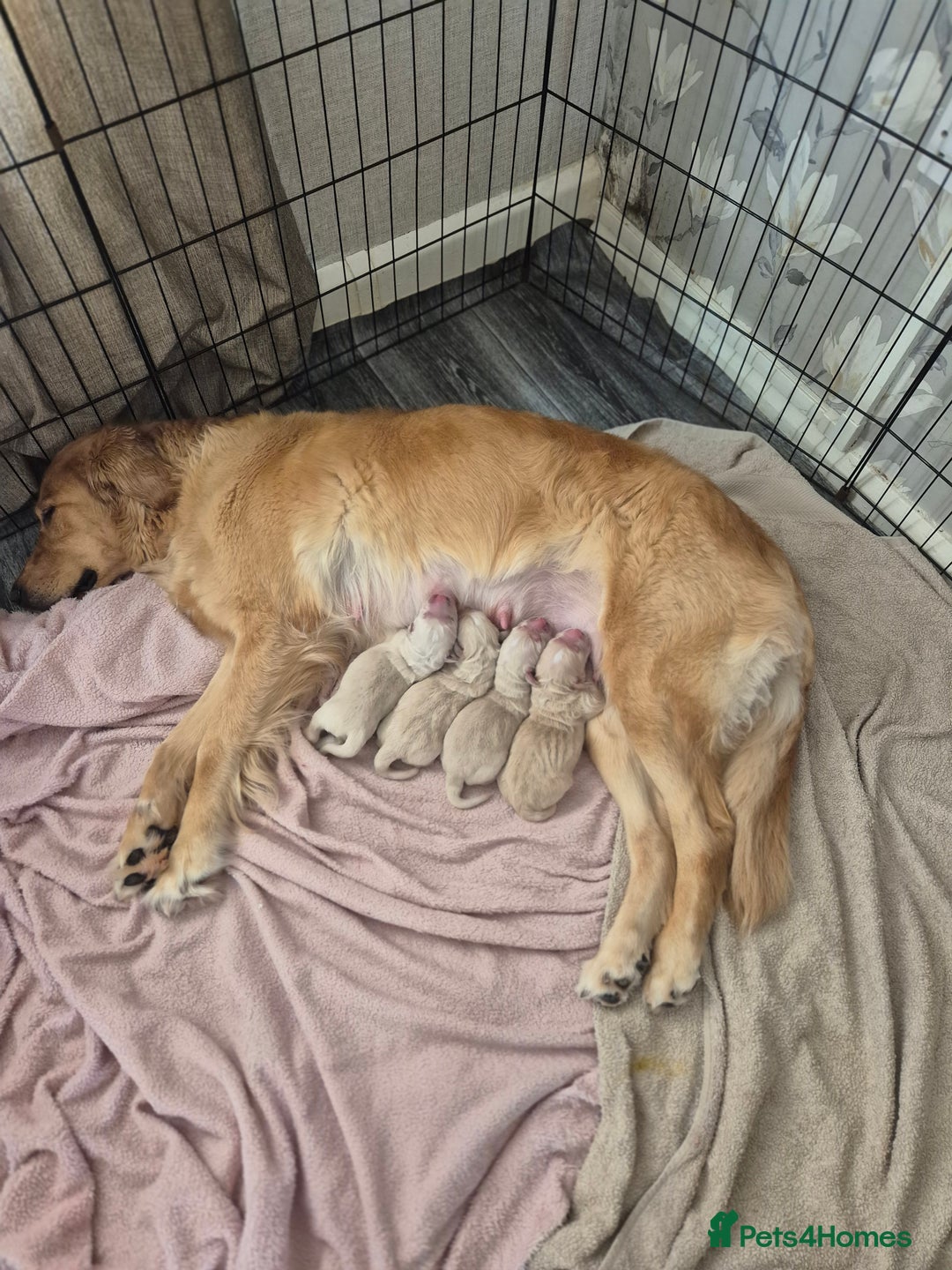 Golden Retriever dogs for sale: Golden retriever puppies  - Image 11