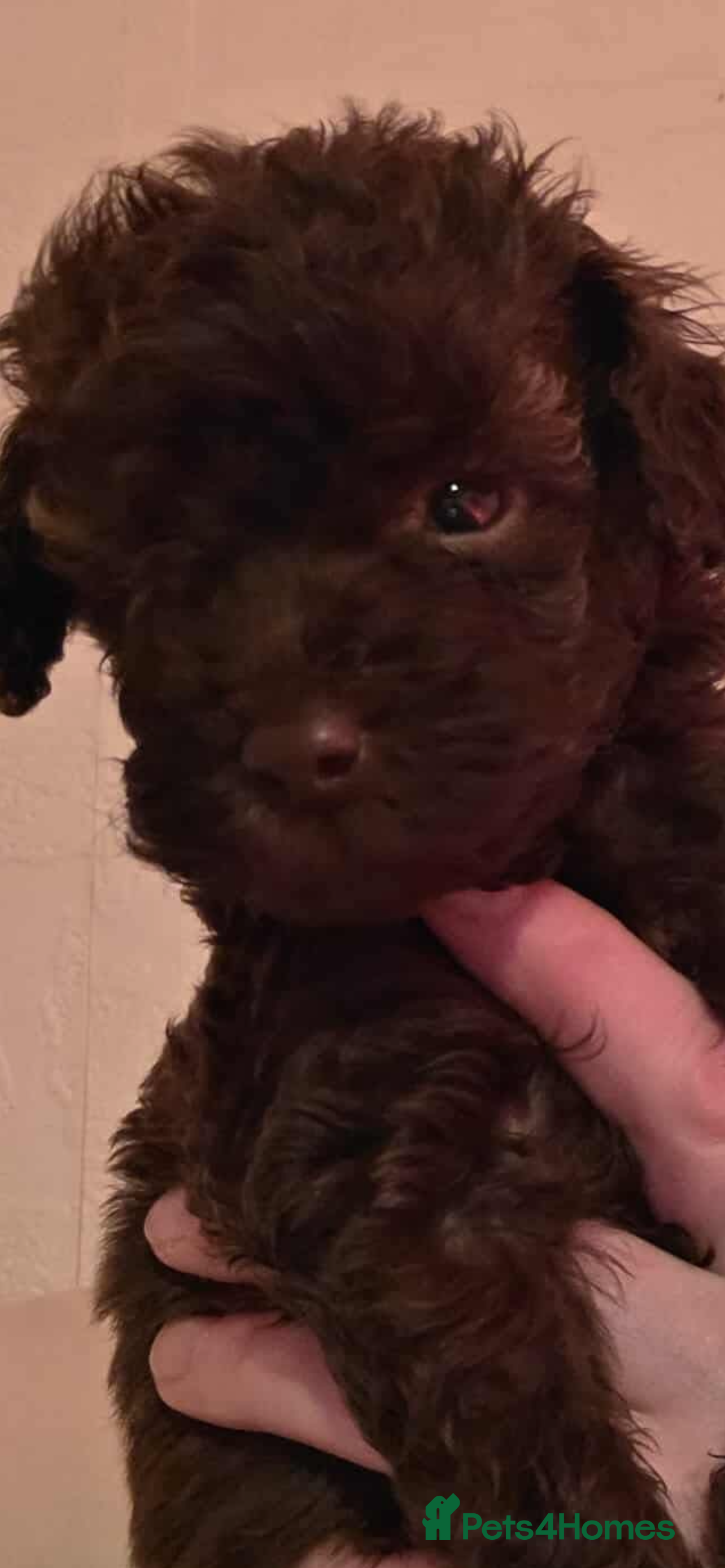 Miniature Poodle dogs Ready NOW 💜💙 - Advert 6