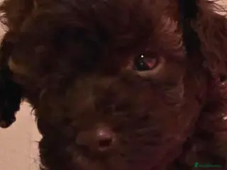 Miniature Poodle dogs Ready NOW 💜💙 - Advert 6