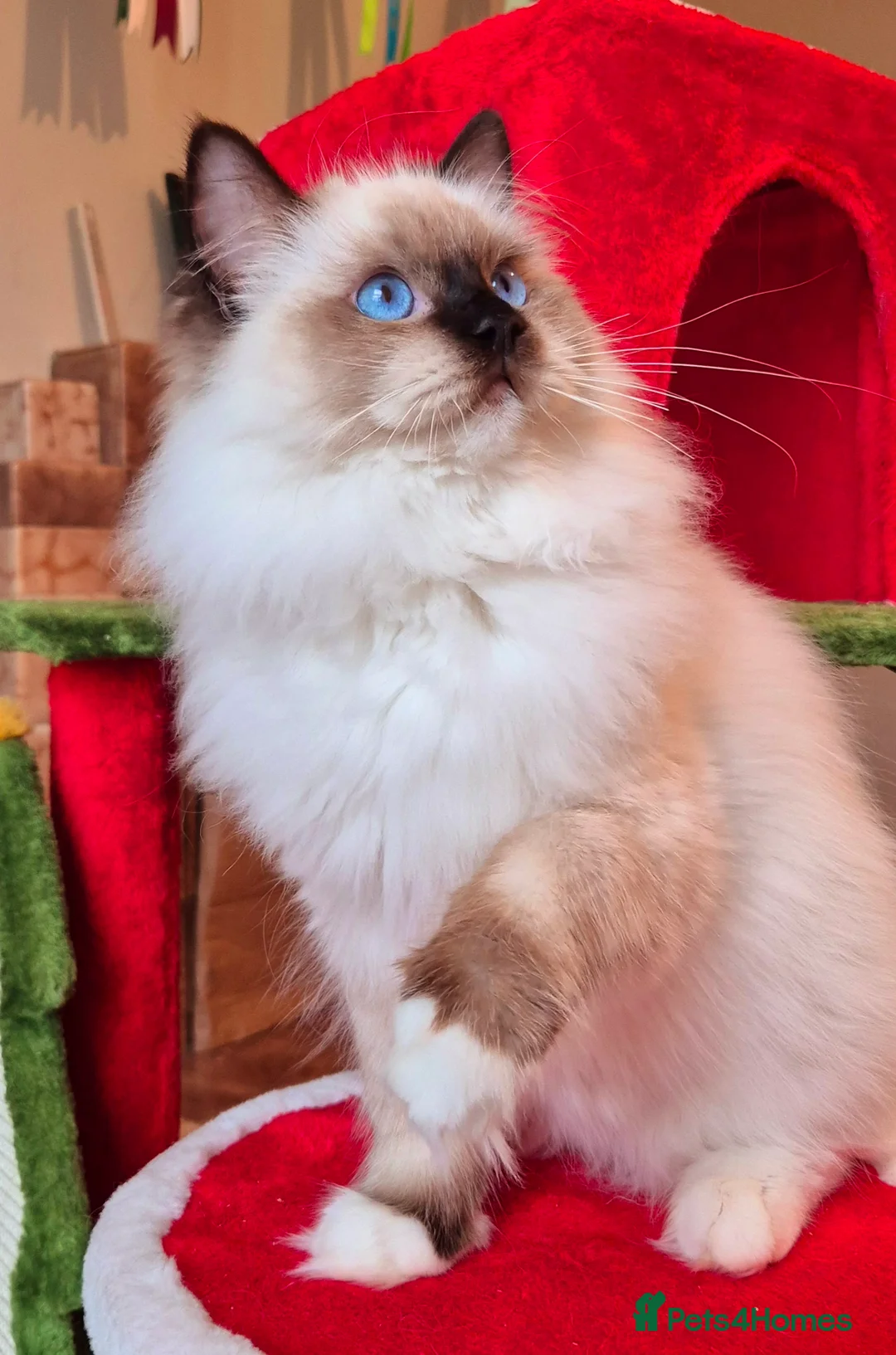 Ragdoll cats for sale: Ragdoll male kitten gccf active - Advert 4