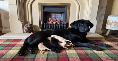 Labrador Retriever dogs Stunning KC reg pups - health tested &many FTCH/Ws - Advert 3
