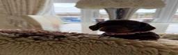 Miniature Dachshund dogs for sale: Miniature Dachshund Puppies  in Sheerness - Advert 4
