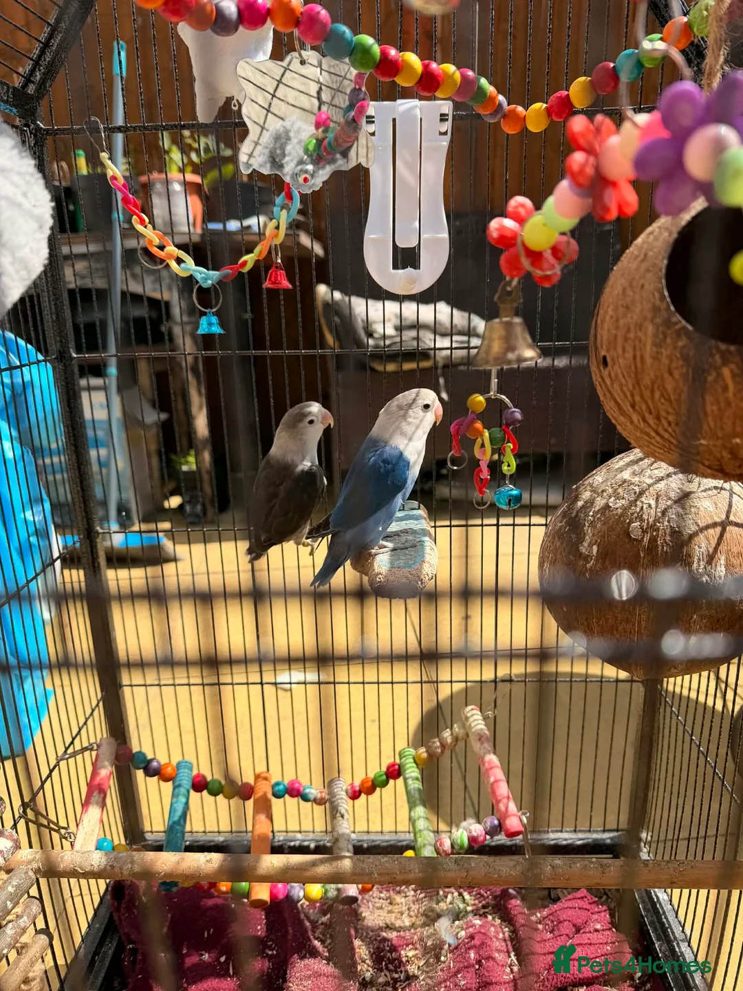 Lovebirds birds for sale: Misk and Malak - Advert 1