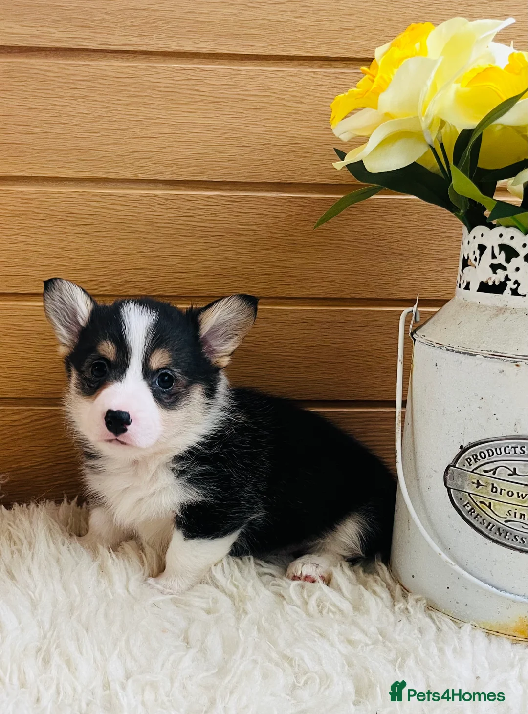 Welsh Corgi Pembroke dogs for sale: KC reg Welsh Corgi Pembroke puppies - Advert 16
