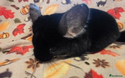 Chinchilla rodents for sale: Captain Jack Sparrow  - Image 14