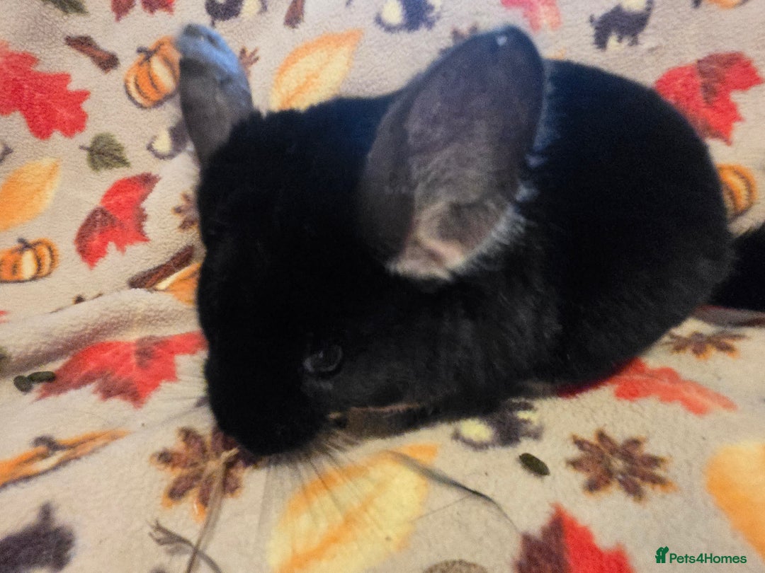 Chinchilla rodents for sale: Captain Jack Sparrow  - Image 14