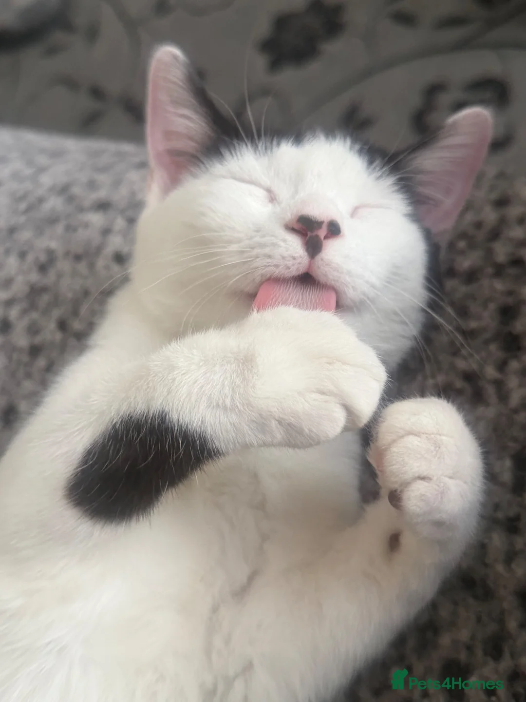 Mixed Breed cats for sale: Adorable Mix breed For sale  - Advert 2