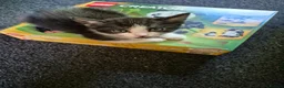Mixed Breed cats for sale: 2 female kittens  - Advert 3