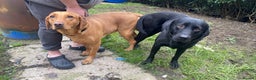 Labrador Retriever dogs for stud: Kc black Labrador for stud  in Ripley - Advert 13