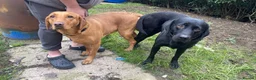 Labrador Retriever dogs for stud: Kc black Labrador for stud  in Ripley - Advert 13