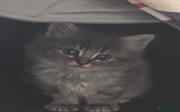 Mixed Breed cats for sale: 5 beautiful kittens  - Image 3