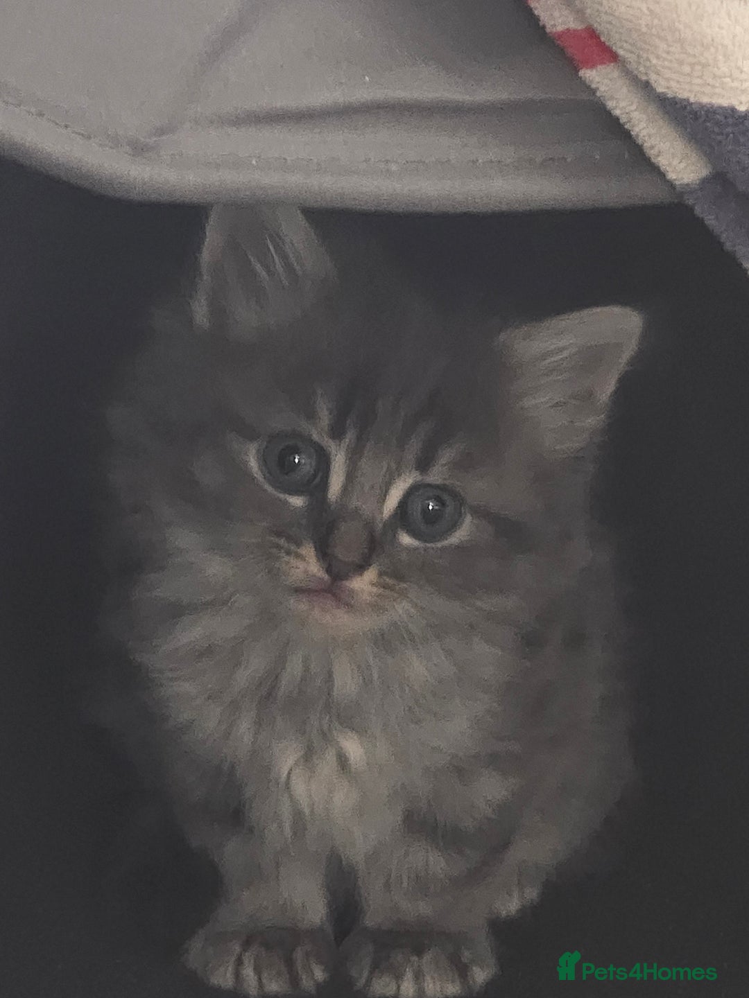 Mixed Breed cats for sale: 5 beautiful kittens  - Image 3