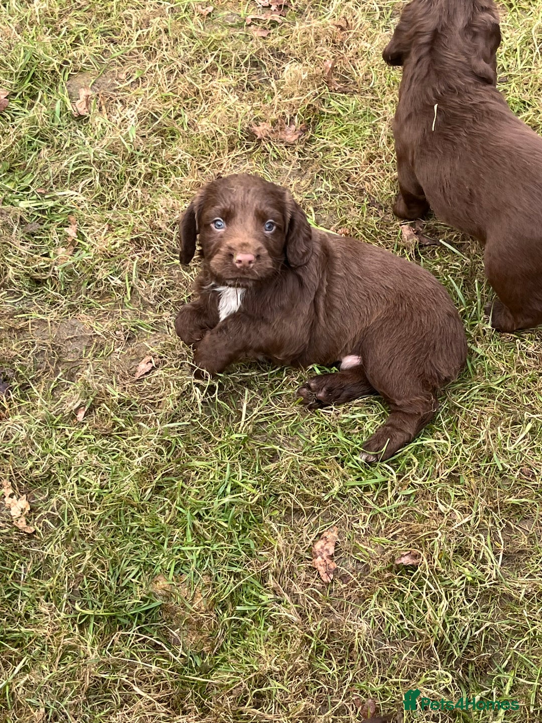 Cocker Spaniel dogs for sale: Beautiful Cockerspaniel Puppies for sale🐶 - Advert 19