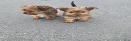 Yorkshire Terrier dogs for sale: Yorkshire terrier puppies  in Woodford Green - Advert 2