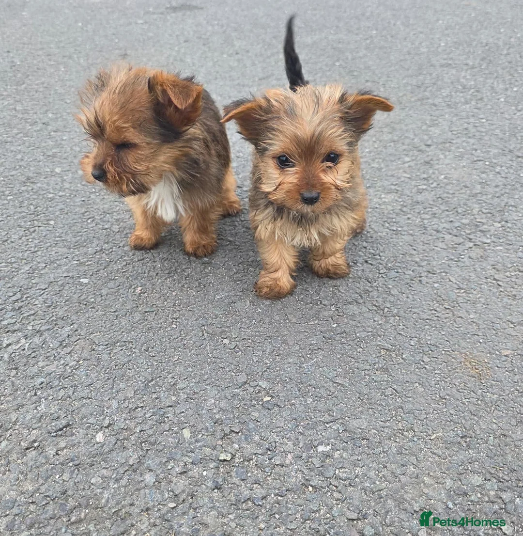 Yorkshire Terrier dogs for sale: Yorkshire terrier puppies  in Woodford Green - Advert 2