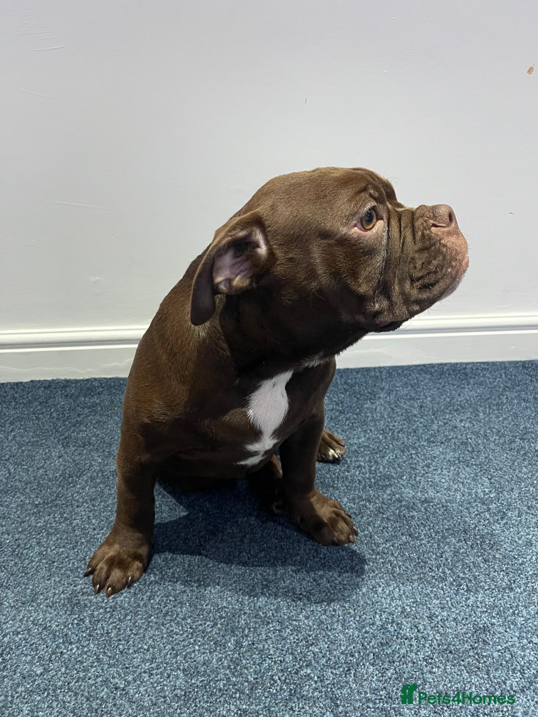 Olde English Bulldogge dogs for sale: NEBBR registered Olde English bulldogge - Advert 4