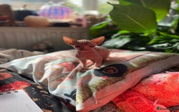 Sphynx cats for sale: Sphynx kittens full of love to give - Image 11