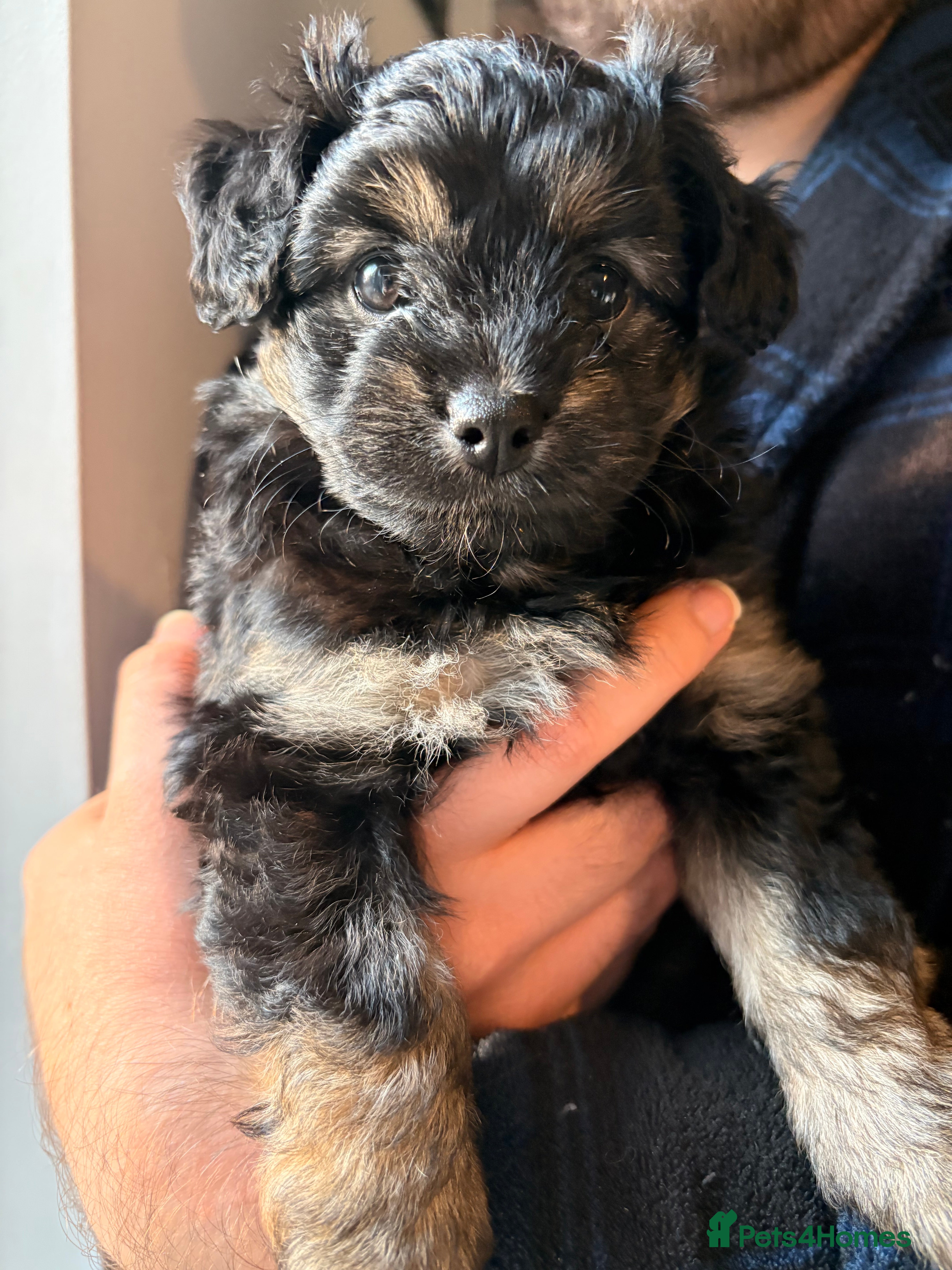 Mixed Breed dogs Cockapoo cross Pomeranian puppies for sale - Advert 13