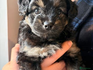 Mixed Breed dogs Cockapoo cross Pomeranian puppies for sale - Advert 4