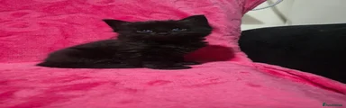Kitten 5