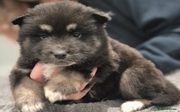 Huskita dogs for sale: FABULOUS HUSKITA PUPPIES Husky x Akita - Image 15