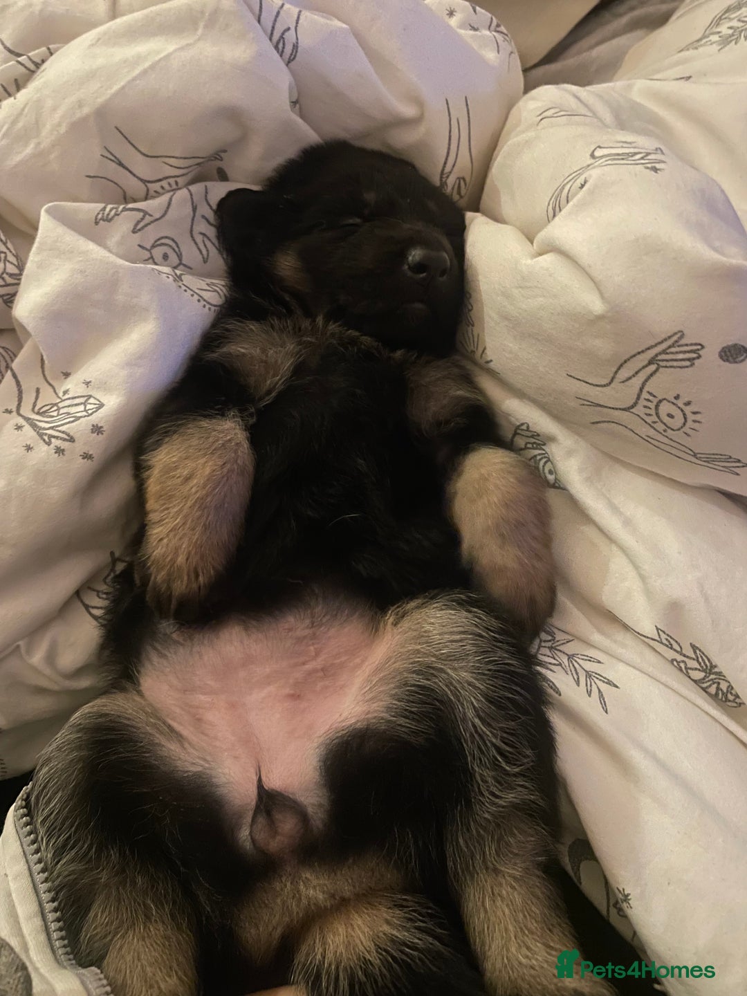 German Shepherd dogs for sale: German Shepherd puppies for sale (Full Pedigree) - Image 18