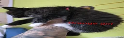 Mixed Breed cats for sale: Beauty litter of ragcoon -tuxedo cross  in Preston - Advert 9