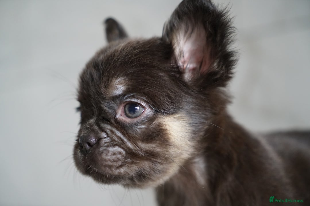 French Bulldog dogs for sale: Exceptional Fluffy French Bulldog Puppies - Image 15