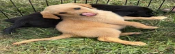 Labrador Retriever dogs for sale: Labrador puppies  - Advert 12