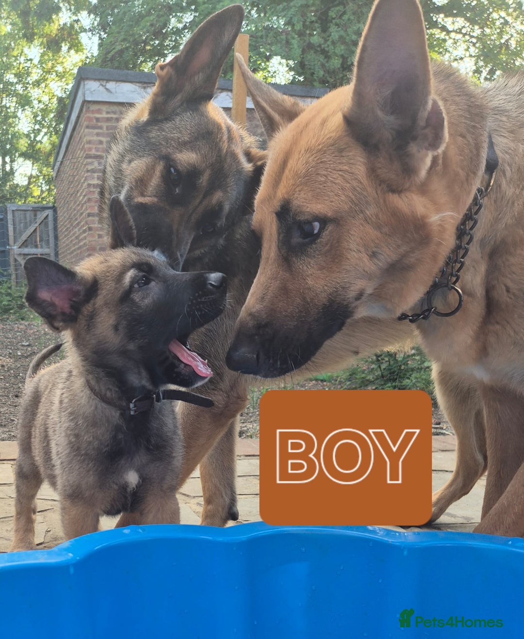 German Shepherd dogs for sale: 4 GSD puppies, ready to go, mum dad family pets  - Image 3