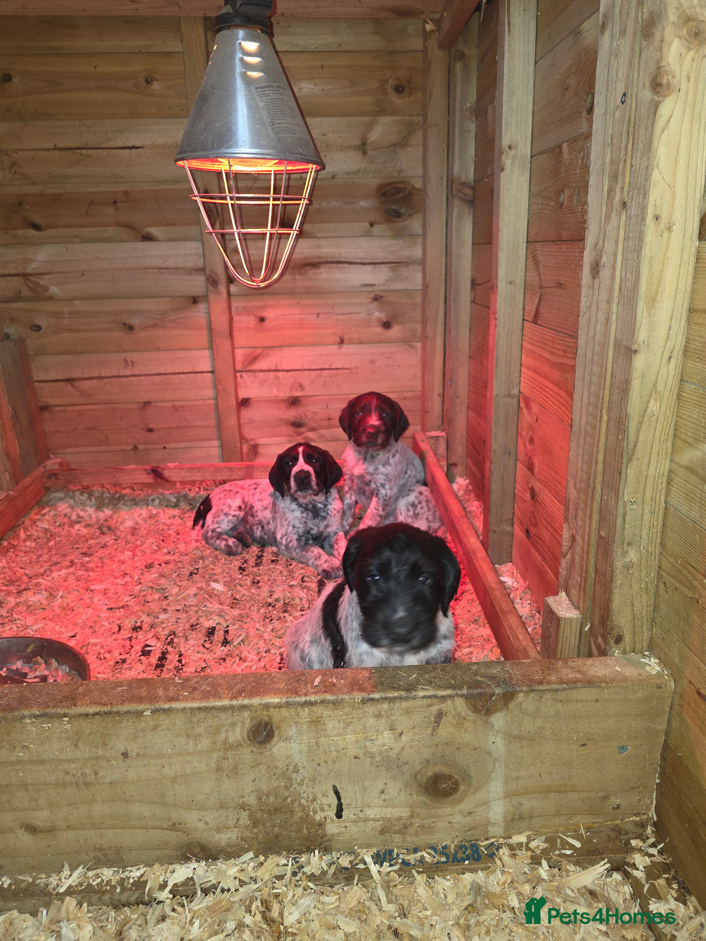 Mixed Breed dogs German pointer  - Advert 14