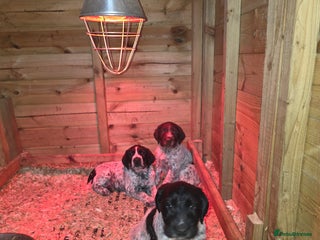 Mixed Breed dogs German pointer - Advert 14