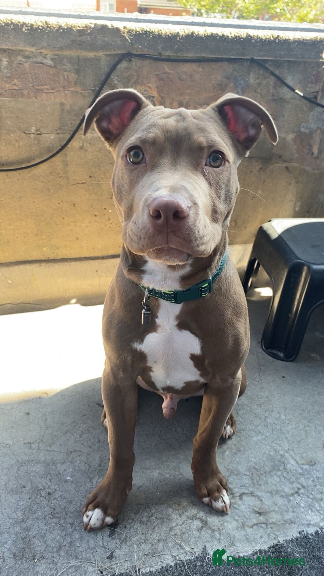 Mixed Breed dogs for sale: Male 1 year old pup - Aksel  - Advert 1