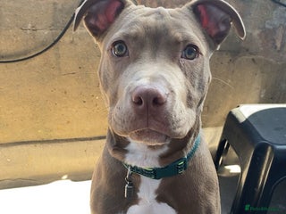 Mixed Breed dogs Male 1 year old pup - Aksel - Advert 1