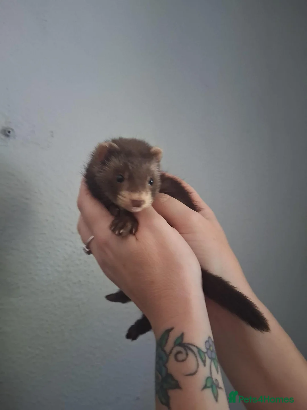 Ferret rodents for sale: Beautiful gentle ferret kits - Advert 5