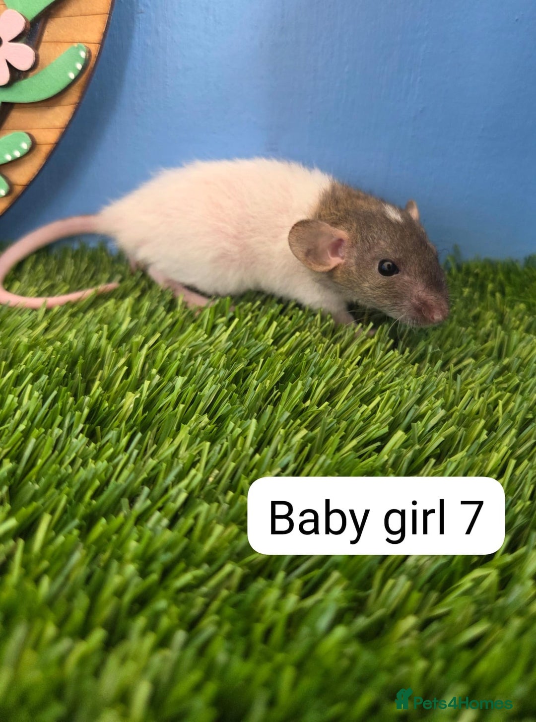 Rat rodents for sale: Baby Rats Girls Female Dwarf  - Image 6