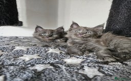 Maine Coon cats for sale: 🔥*Stunning Litter of 8💎Solid Blue Maine Coon*🔥  - Image 23