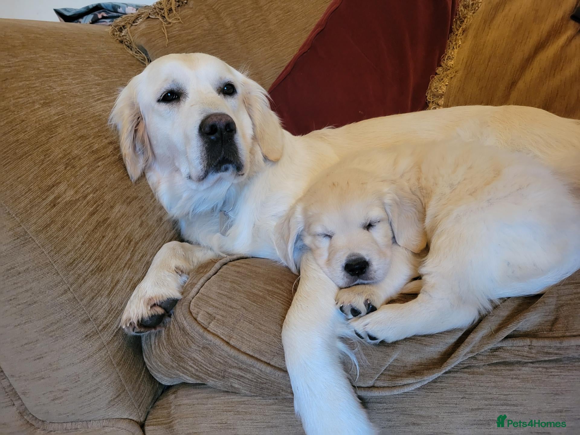 Golden Retriever dogs Wiating list for Therapy line Golden Retrievers - Advert 2